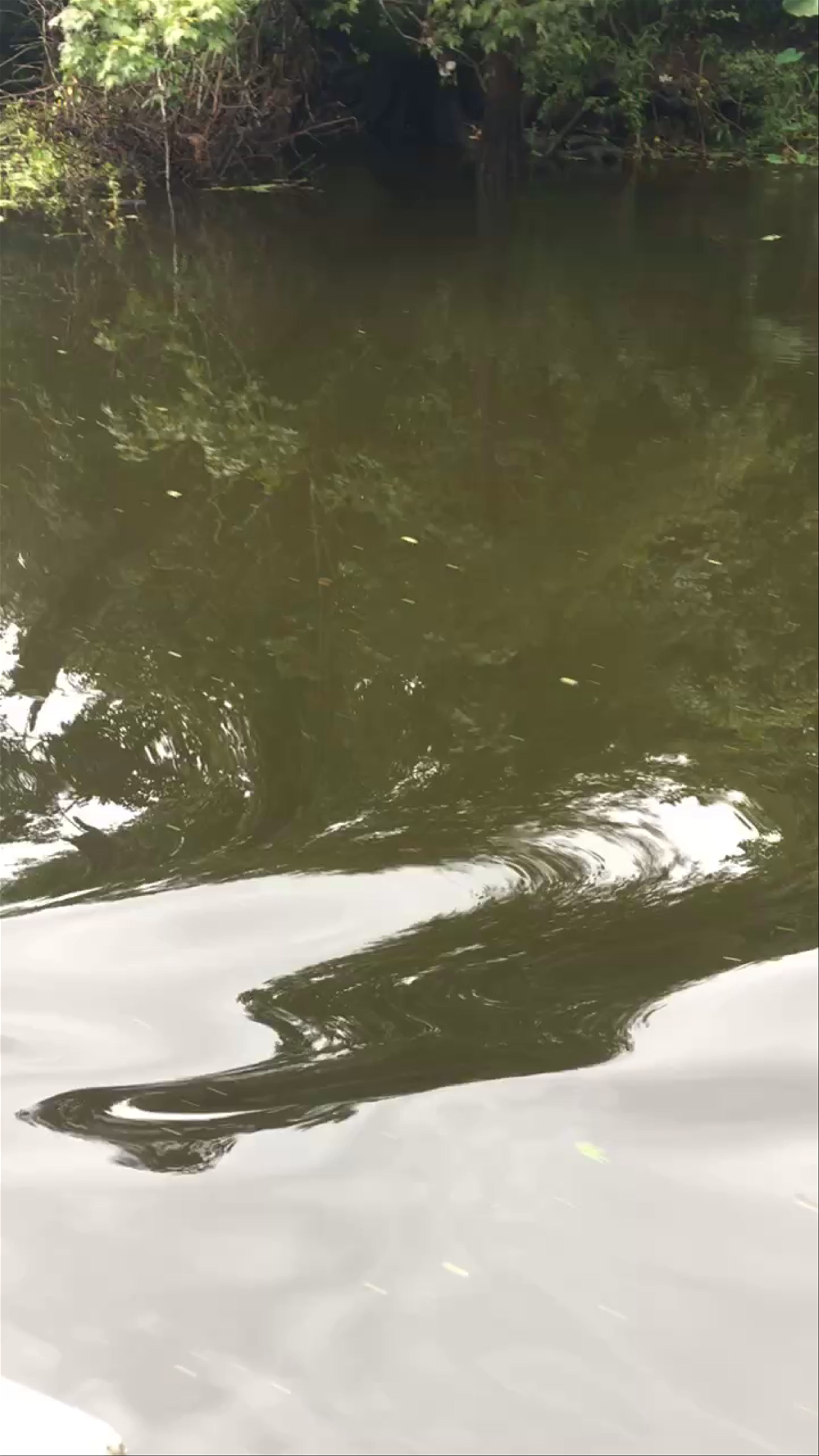 Alligator Wildlife Encounter in New Orleans Bayou