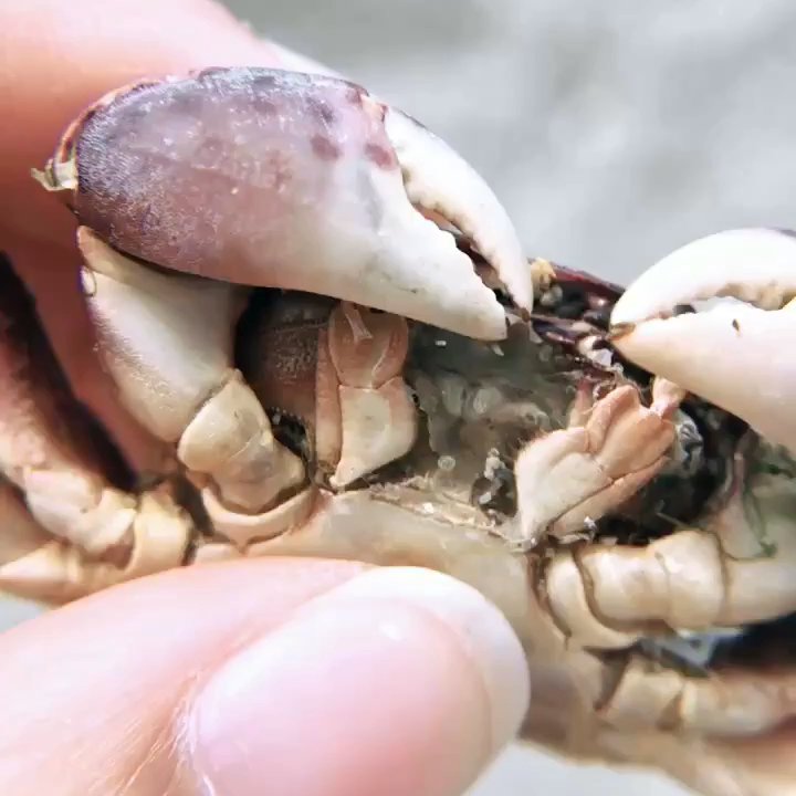 Meadowdale Beach Park - Dried up crab that we found - Parks Near Me - Edmonds, Washington