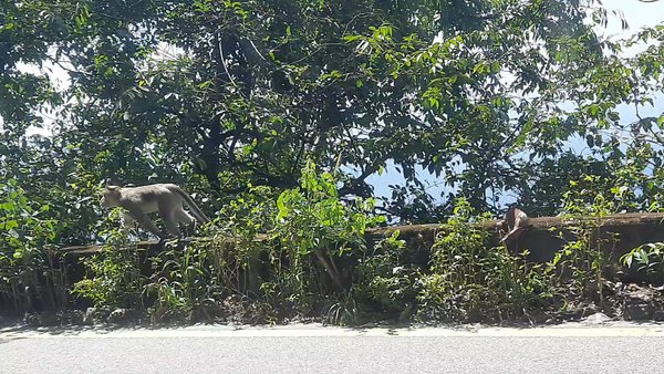 Photo of Wayanad Churam durin