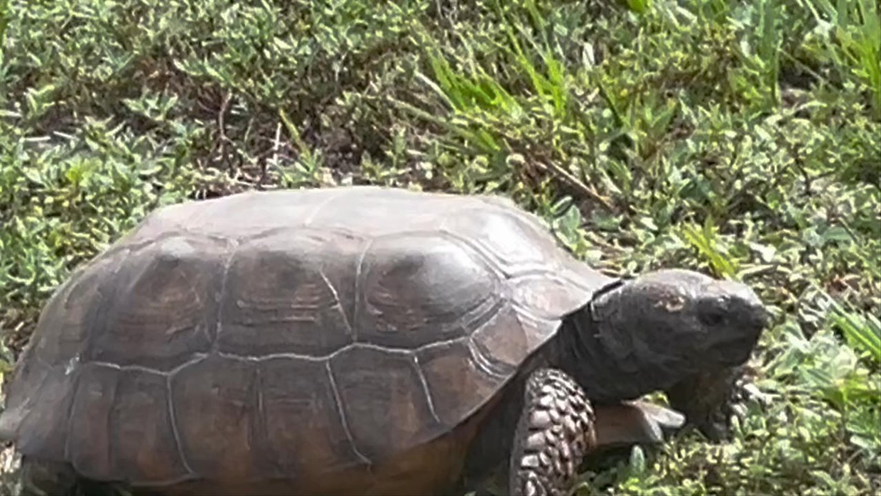 Jackson Riverfront Pines - Gopher tortoise - Parks Near Me - Jupiter, Florida