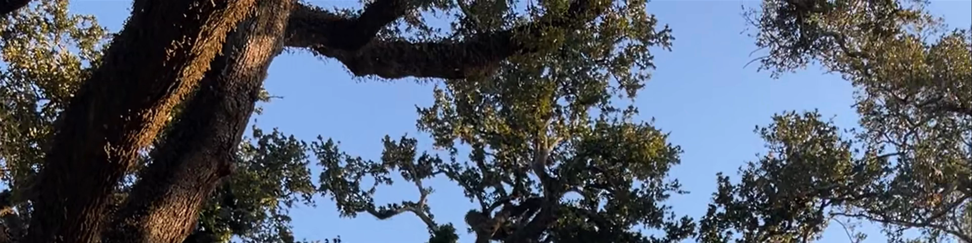 Oak Lane Plantation
