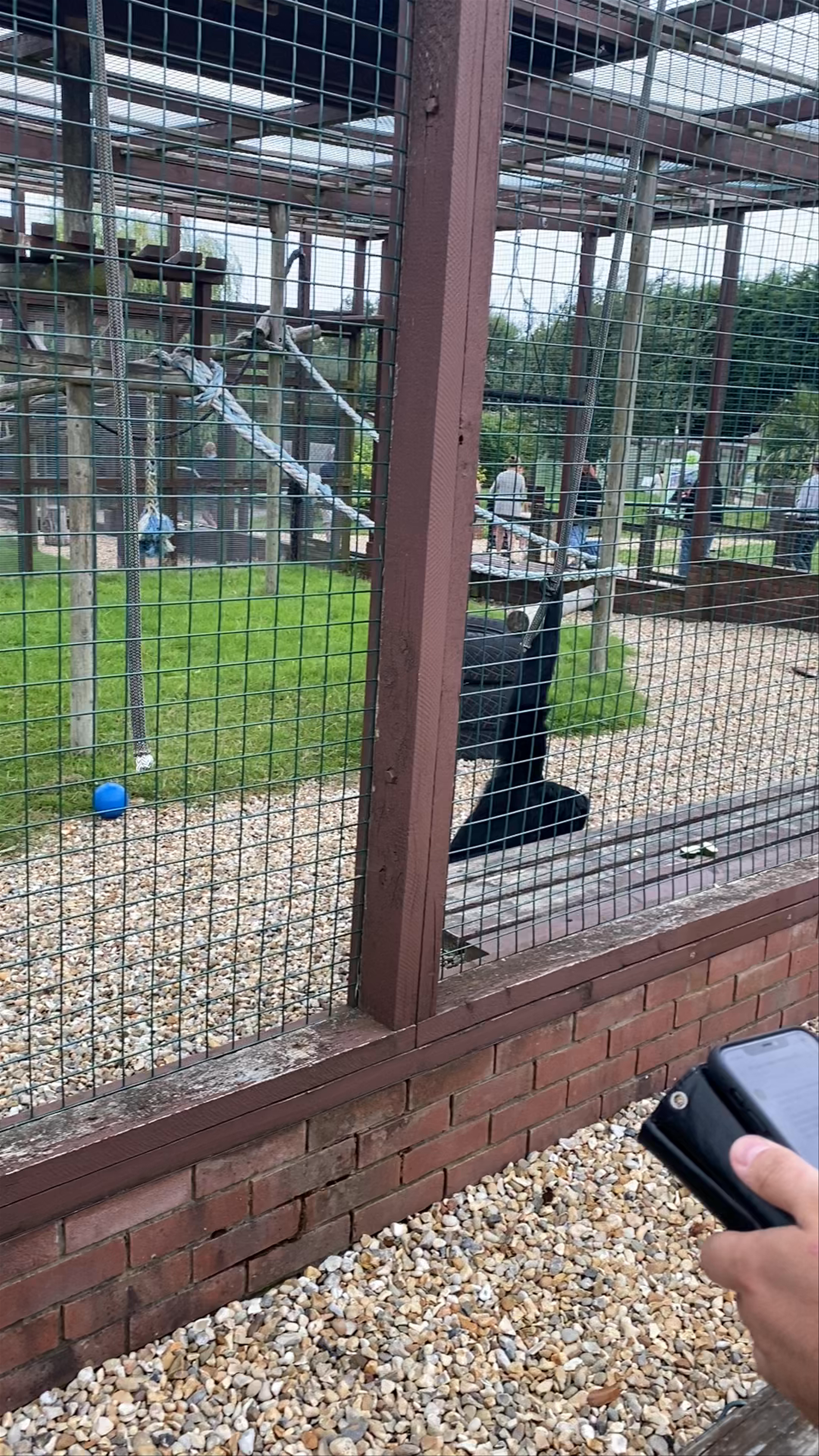 Monkey Haven: Close Encounters with Gentle Primates in Newport, UK