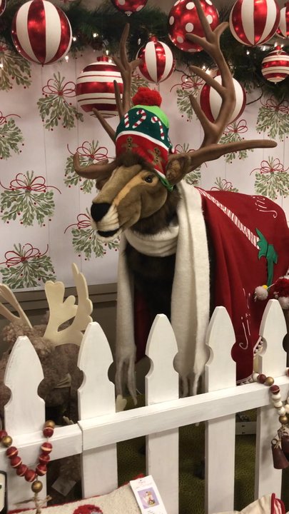 Casabella - I love this! Animated reindeer - Gift Shops Near Me - Marietta, Georgia