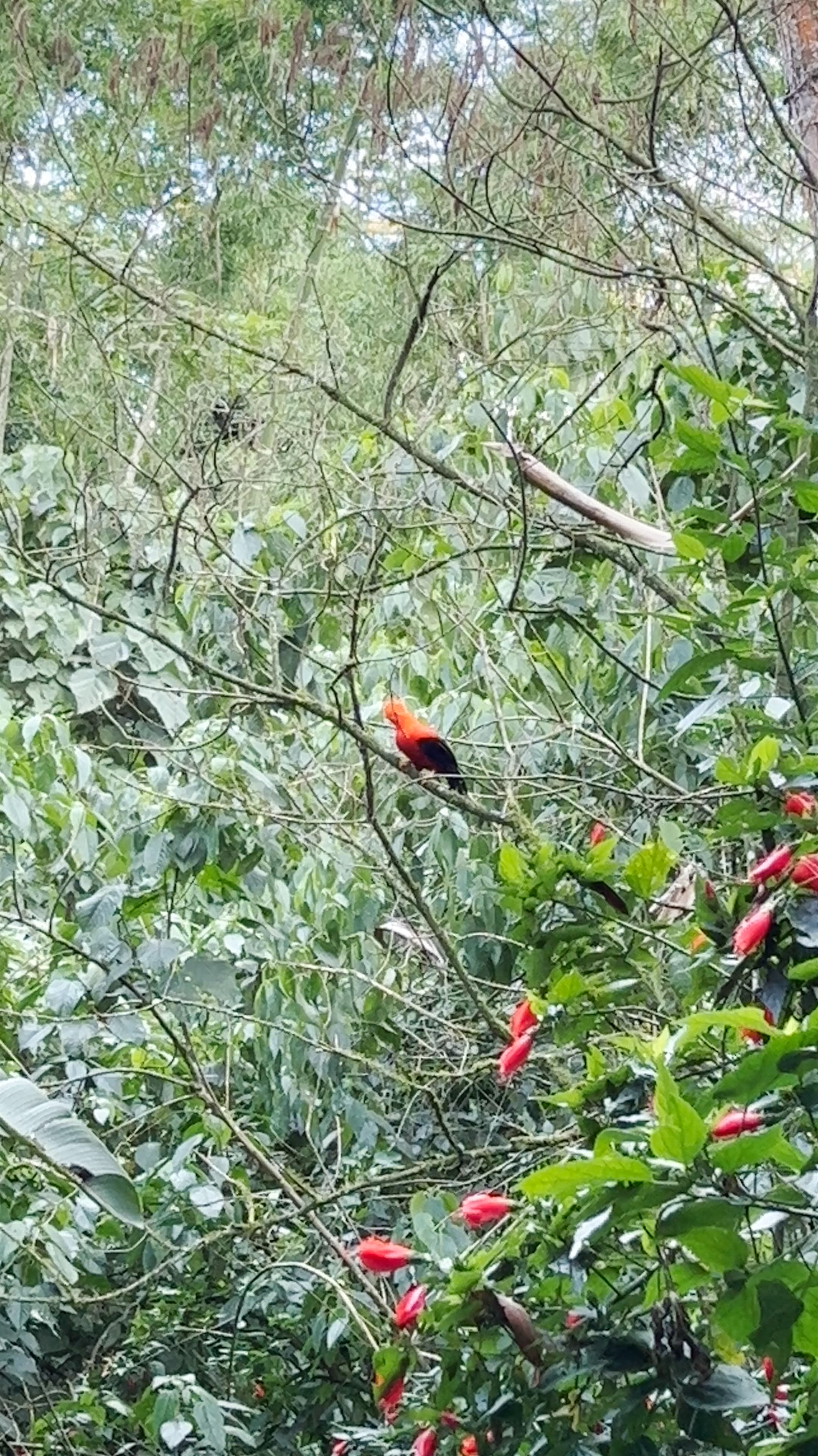 Reserva Natural Jardín de Rocas: A Birdwatcher's Tropical Paradise in Antioquia