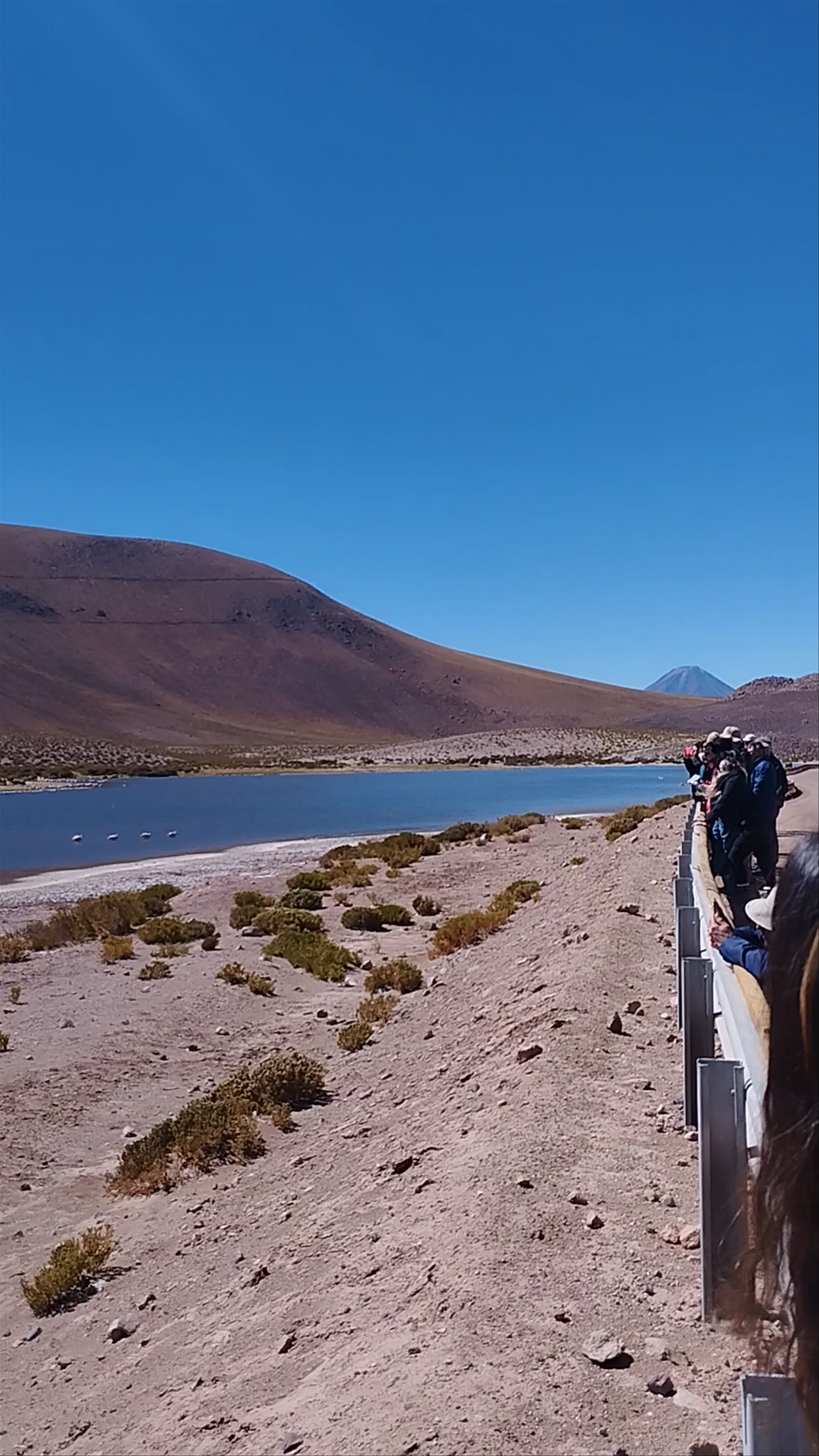 Laguna Flamencos: Serene High-Altitude Flamingo Sanctuary in Machuca, San Pedro de Atacama