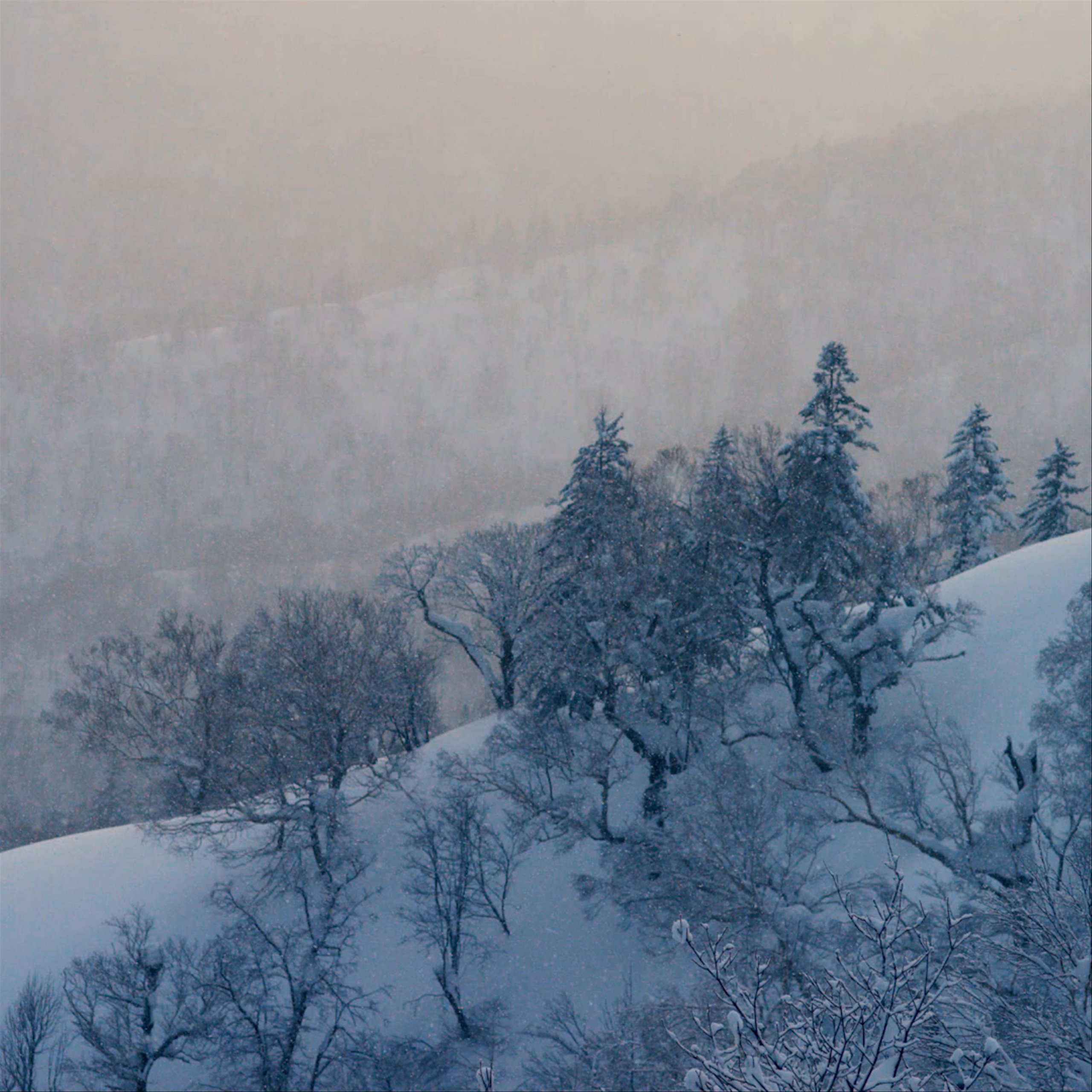 Snow falling in forested mountain in Japan