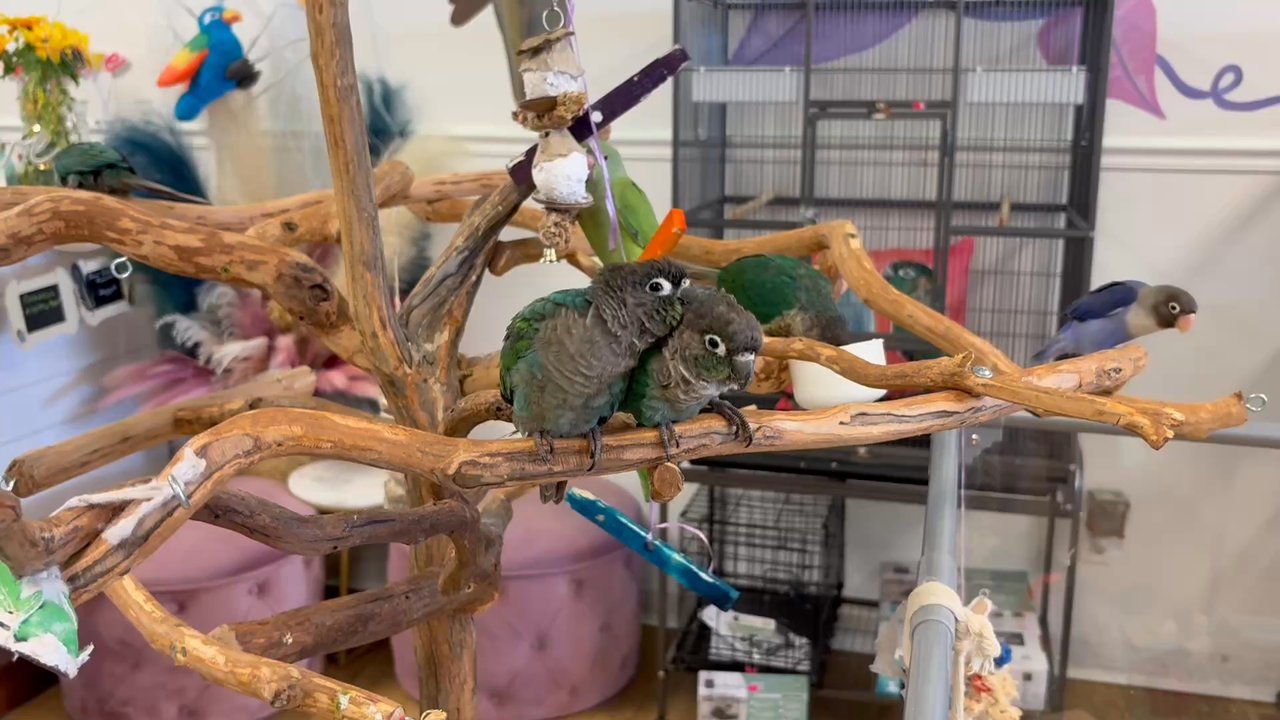 Bird Boutique - Adult birds watching me - Pet Boarding Near Me - Ormond Beach, Florida