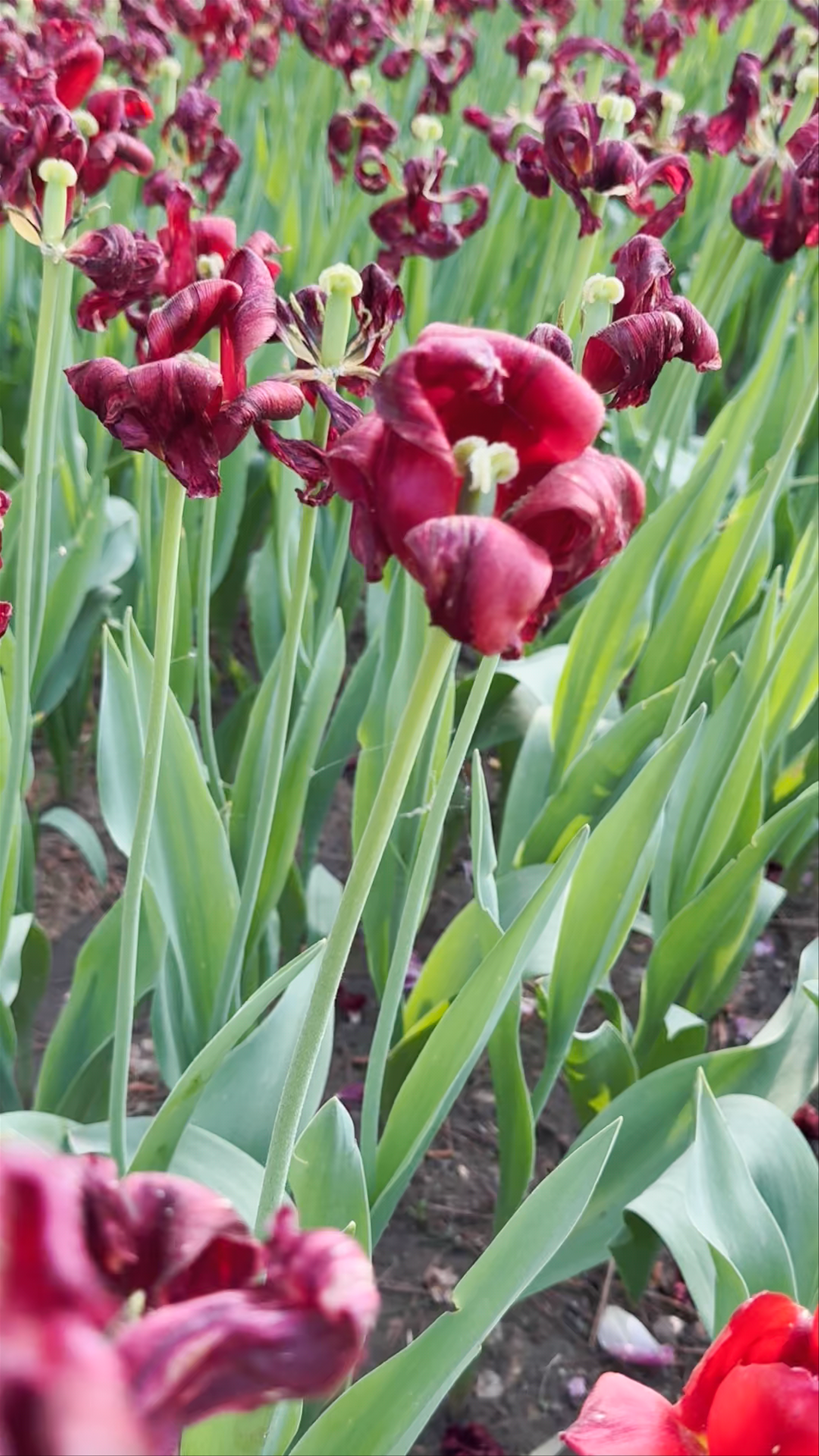 Hitachi Seaside Park