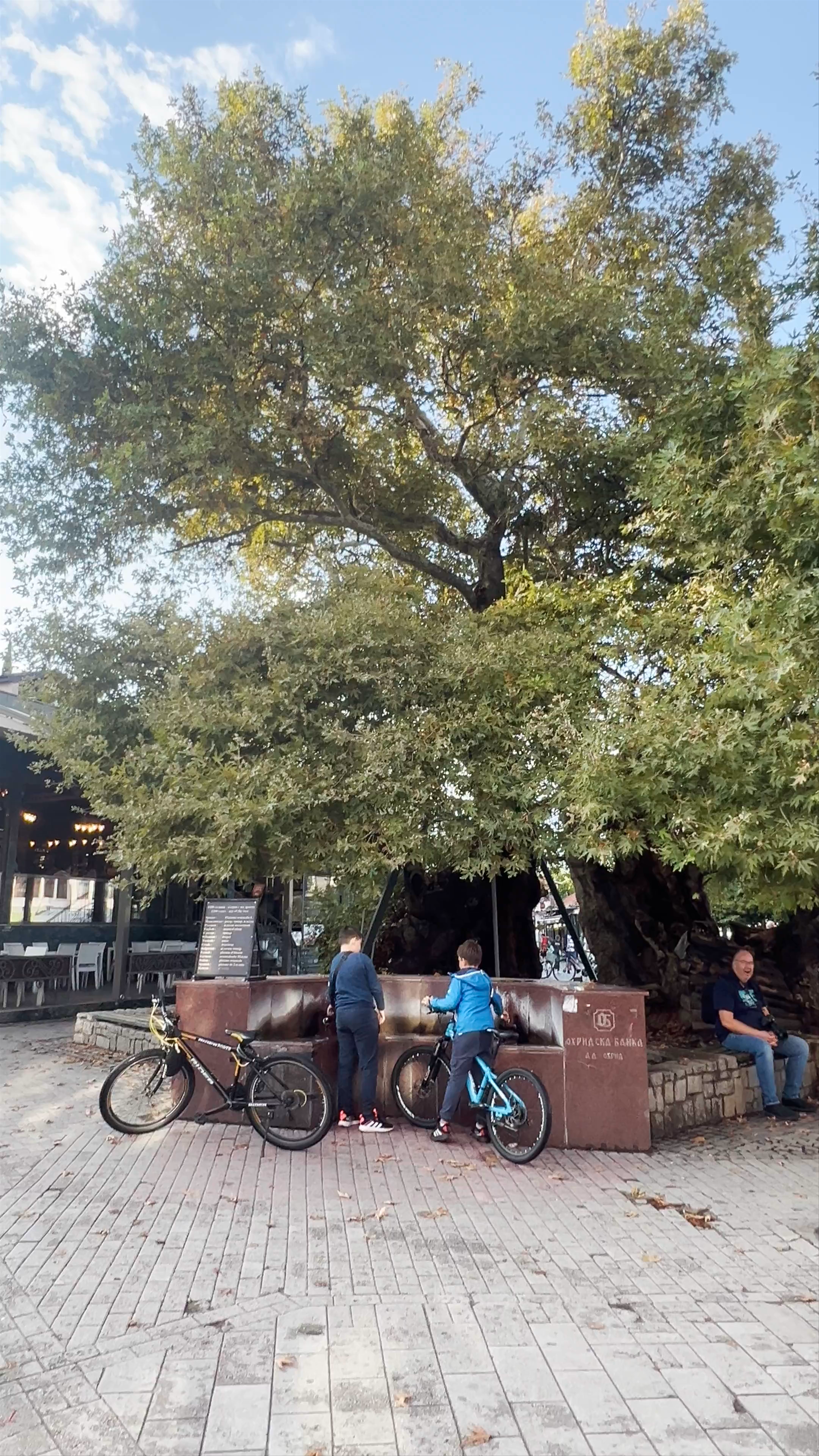 Chinar Tree