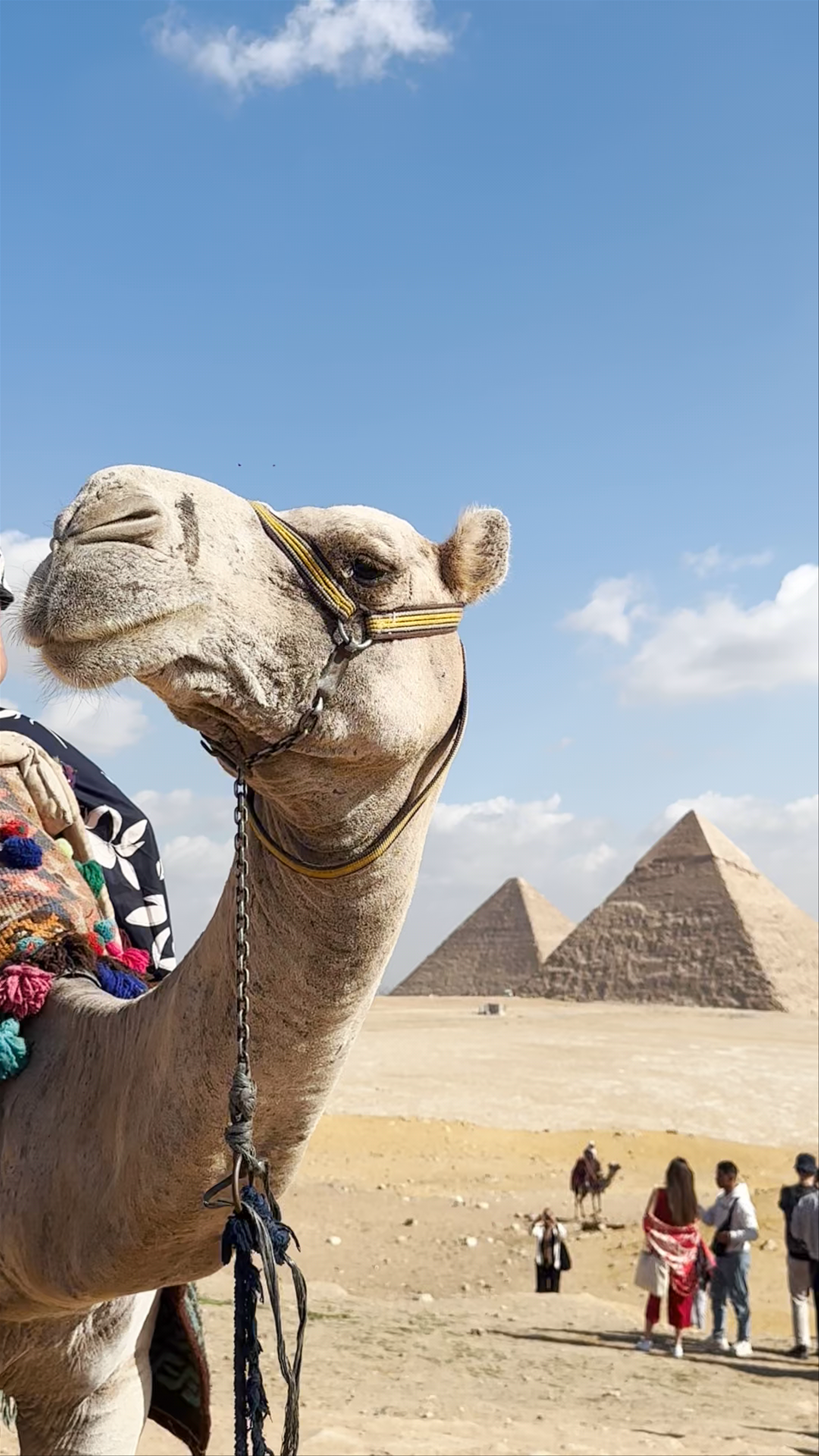 Majestic Pyramids of Giza with Charming Camel Encounter