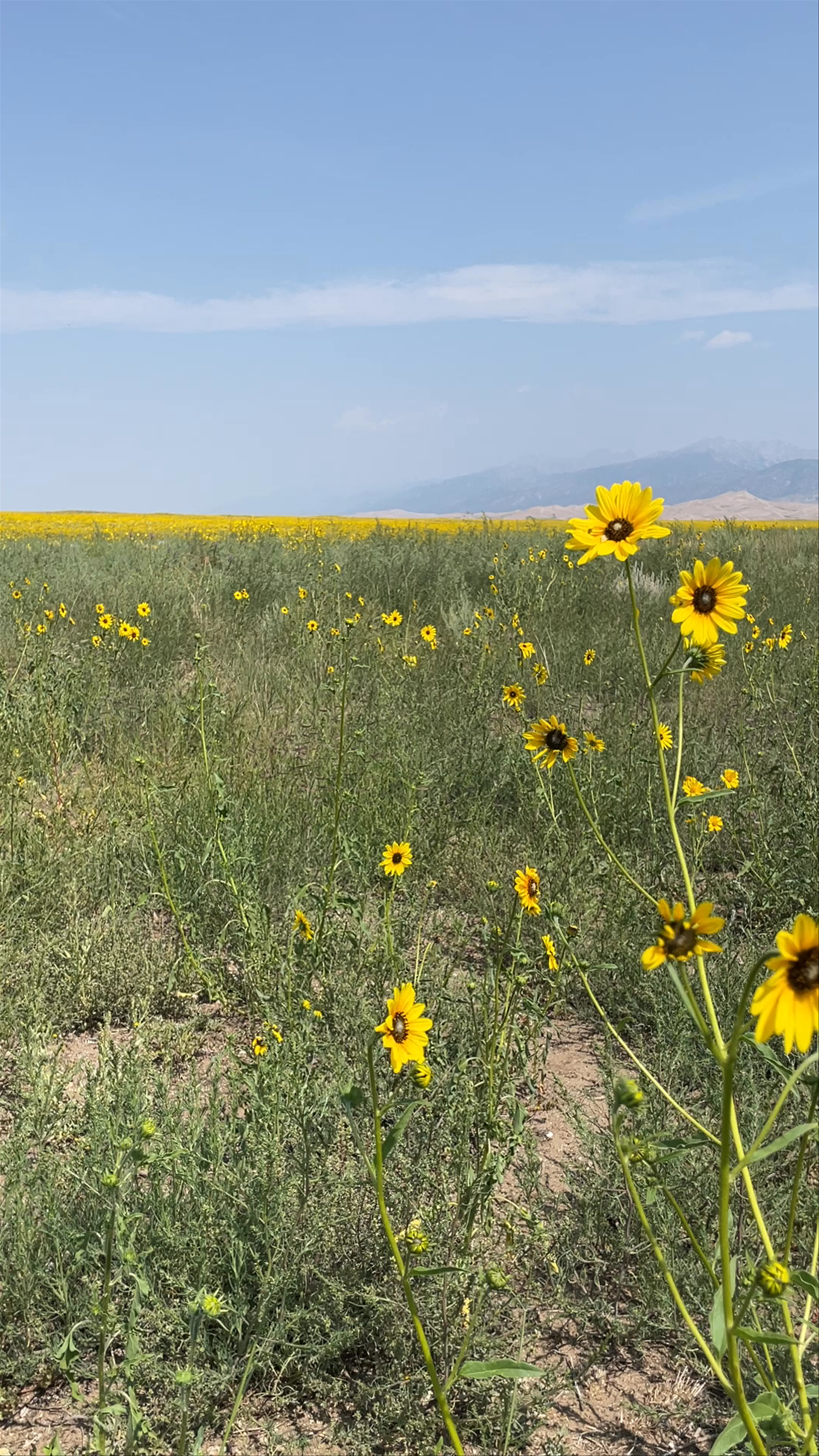 Great Sand Dunes National Park and Preserve