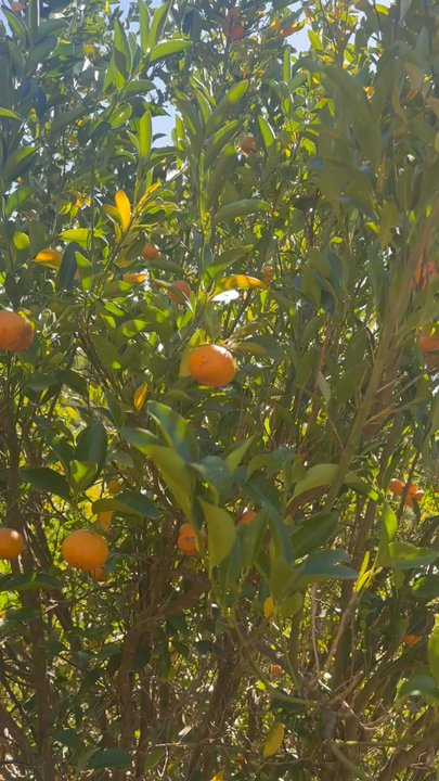 Sunmist Tangerine Farm - Pick Your Own Farms Near Me - Temecula, California