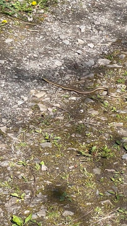 Niagara Gorge Trail - Beware of snakes - Hiking Near Me - Niagara Falls, New York