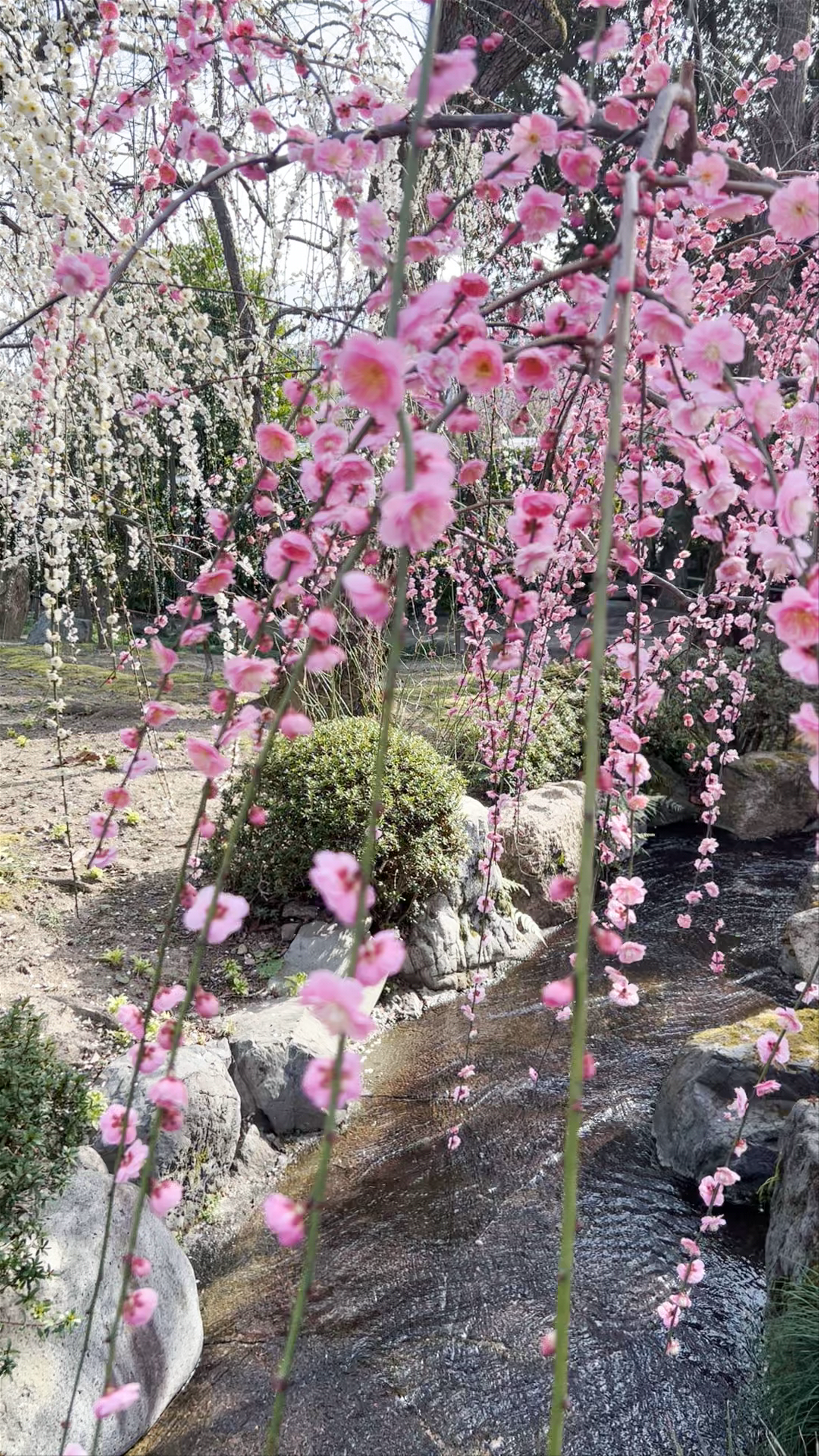 Jōnangū Shrine Cherry Blossoms in Kyoto — Serene Springtime Garden Walk