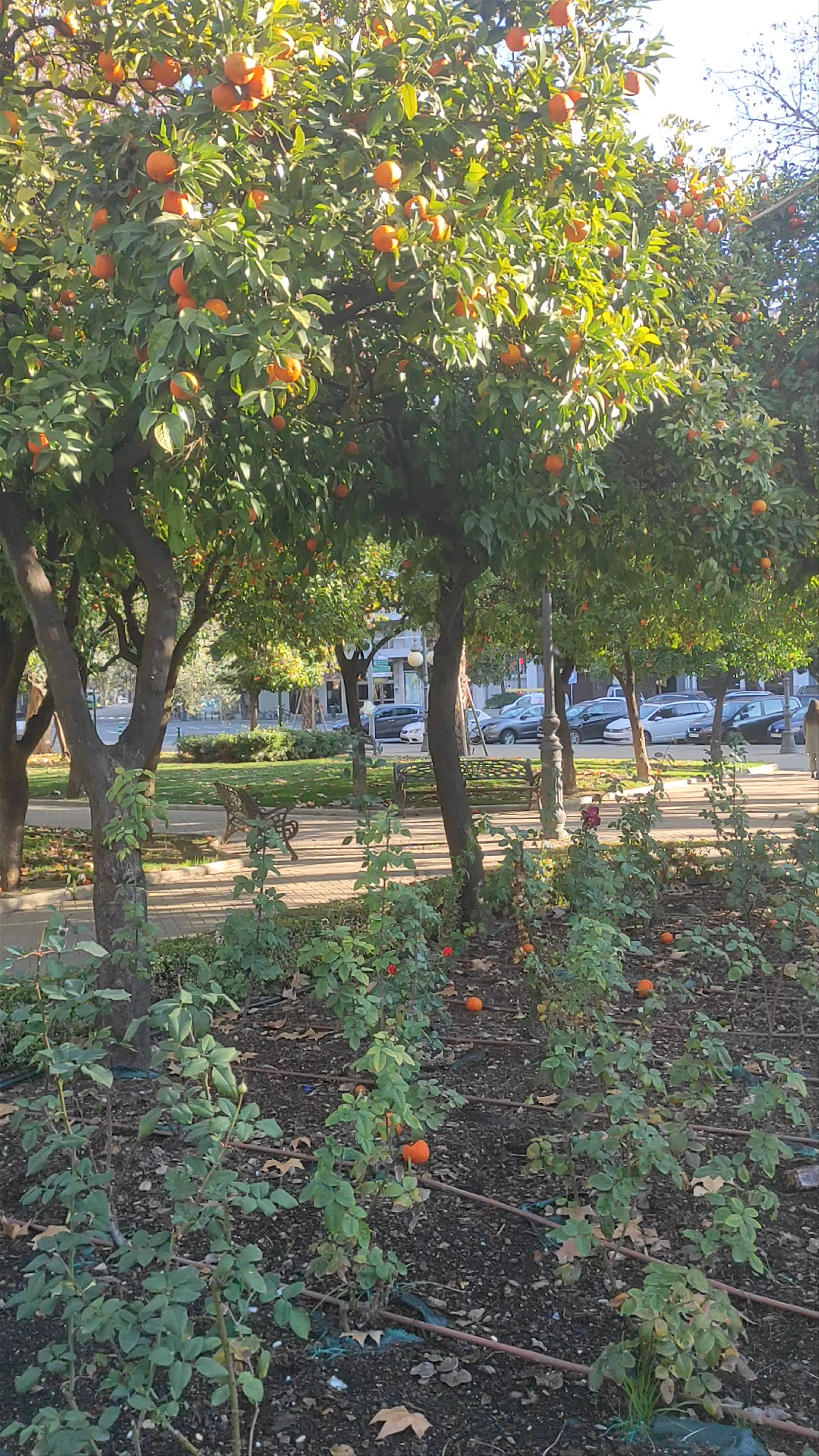 Strolling Through Jardines del Duque de Rivas - Serene Urban Oasis in Córdoba, Spain