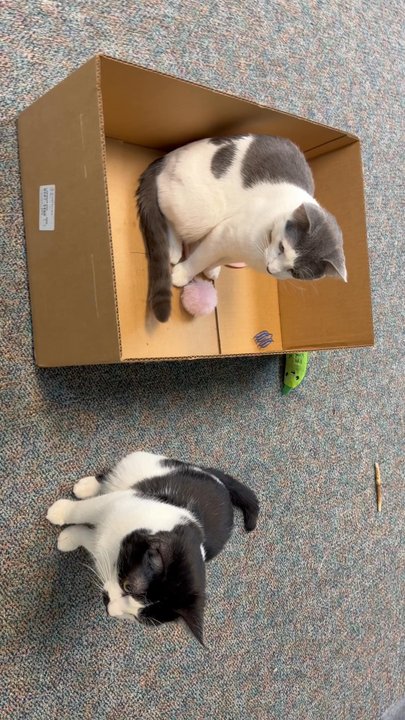 The Cozy Catfe - two brother kitties - Pet Adoption Near Me - Arlington, Texas
