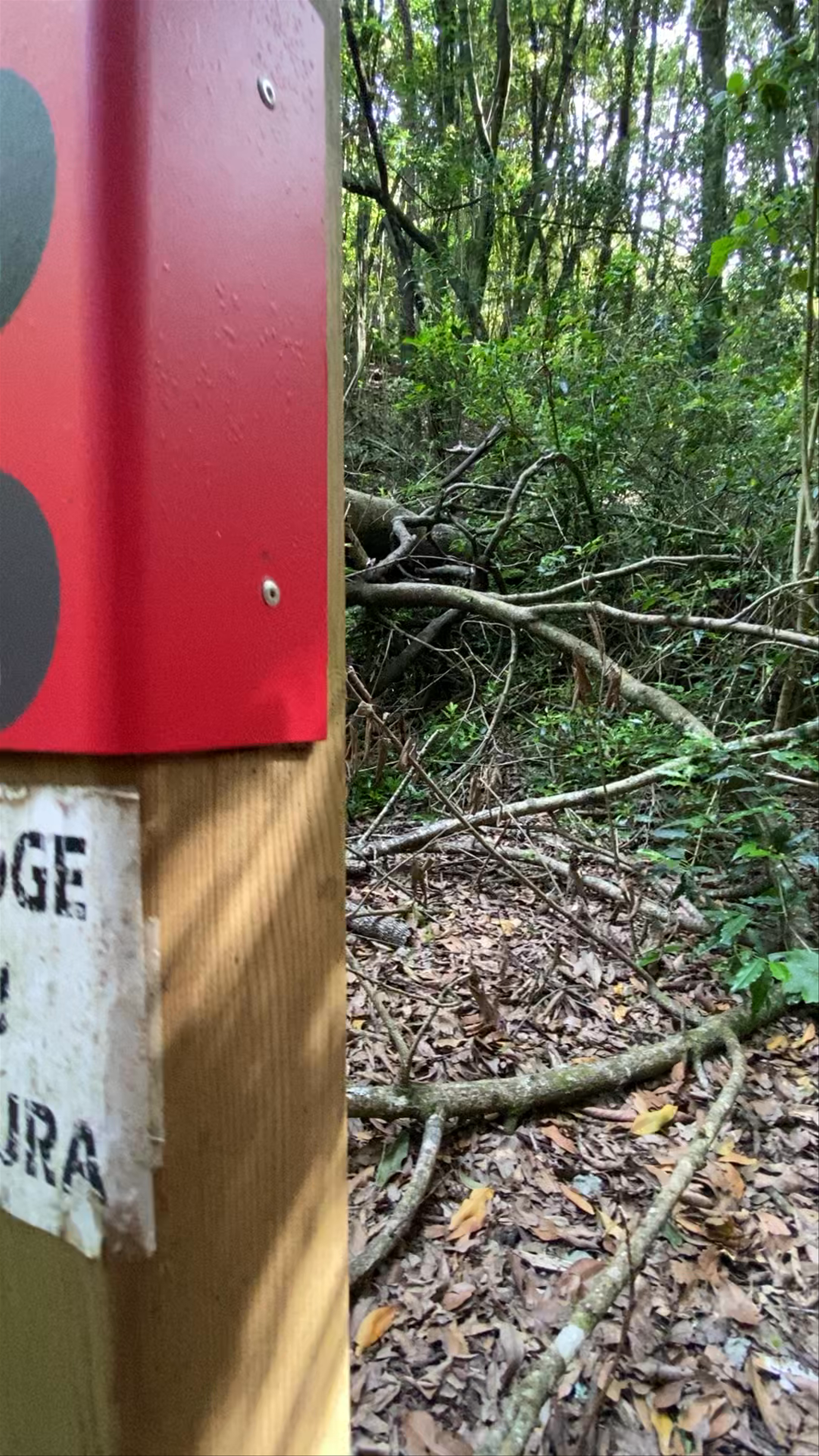 Anaga Rural Park: Mystical Forest Trails in La Laguna, Spain