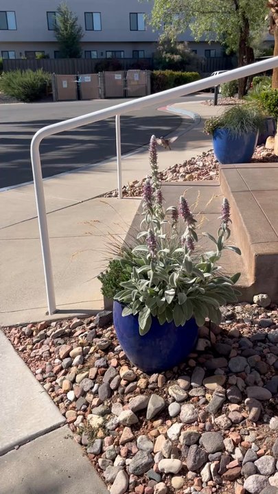WorldMark St. George - Hummingbird feeding on nectar from plant at entrance of check in center. - Resorts Near Me - Saint George, Utah