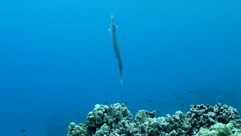 Trumpet Fish above reef poster