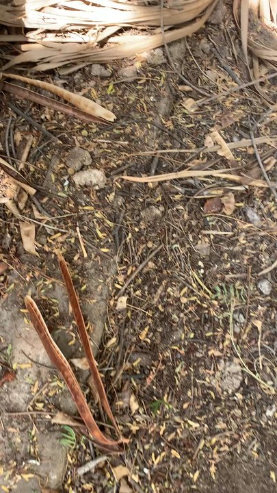 Regency Property Management - Dog poop from idk who - Property Management Near Me - Fresno, California