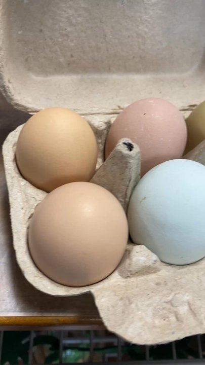 Two Ole Hens - Farm Fresh eggs for sale - Antiques Near Me - San Antonio, Florida