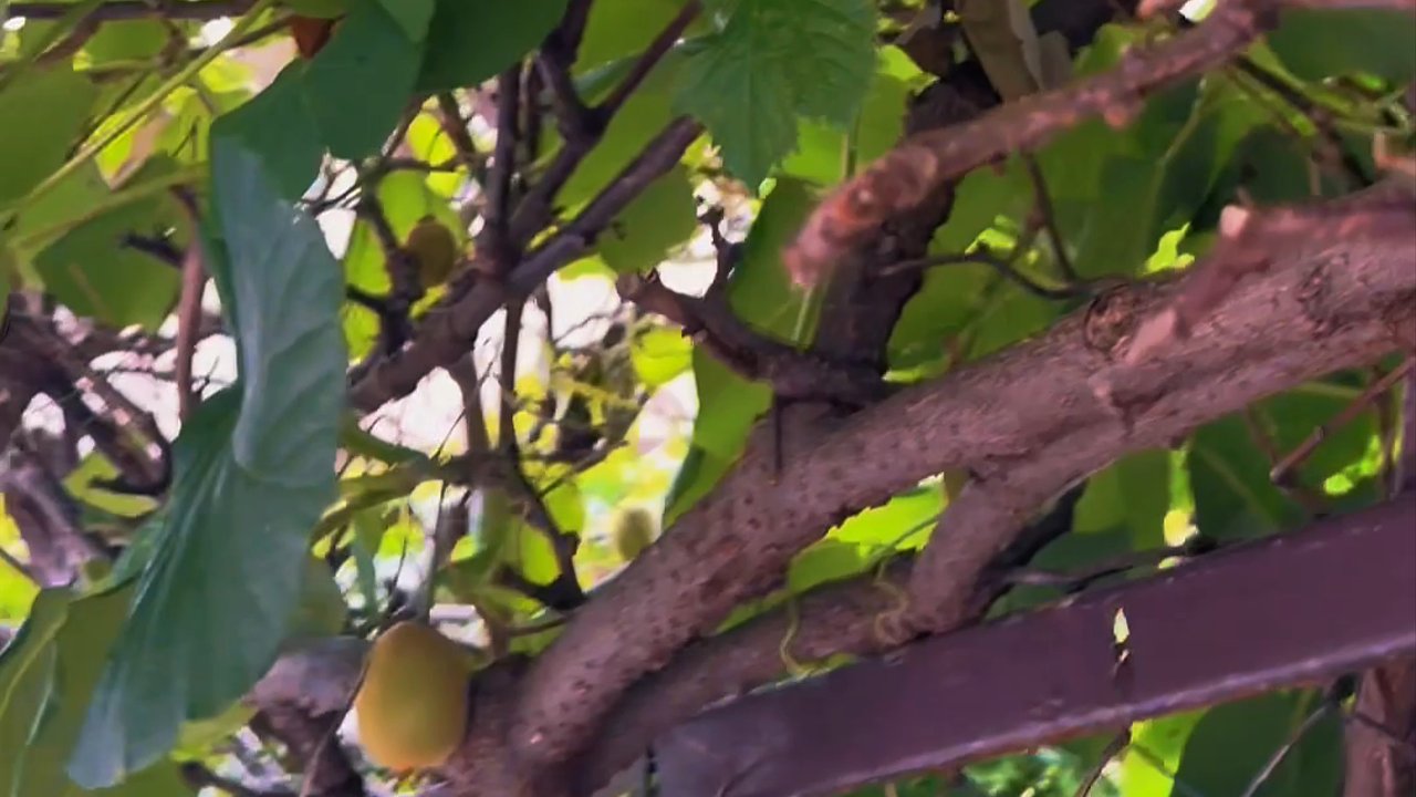 #kiwi #japan