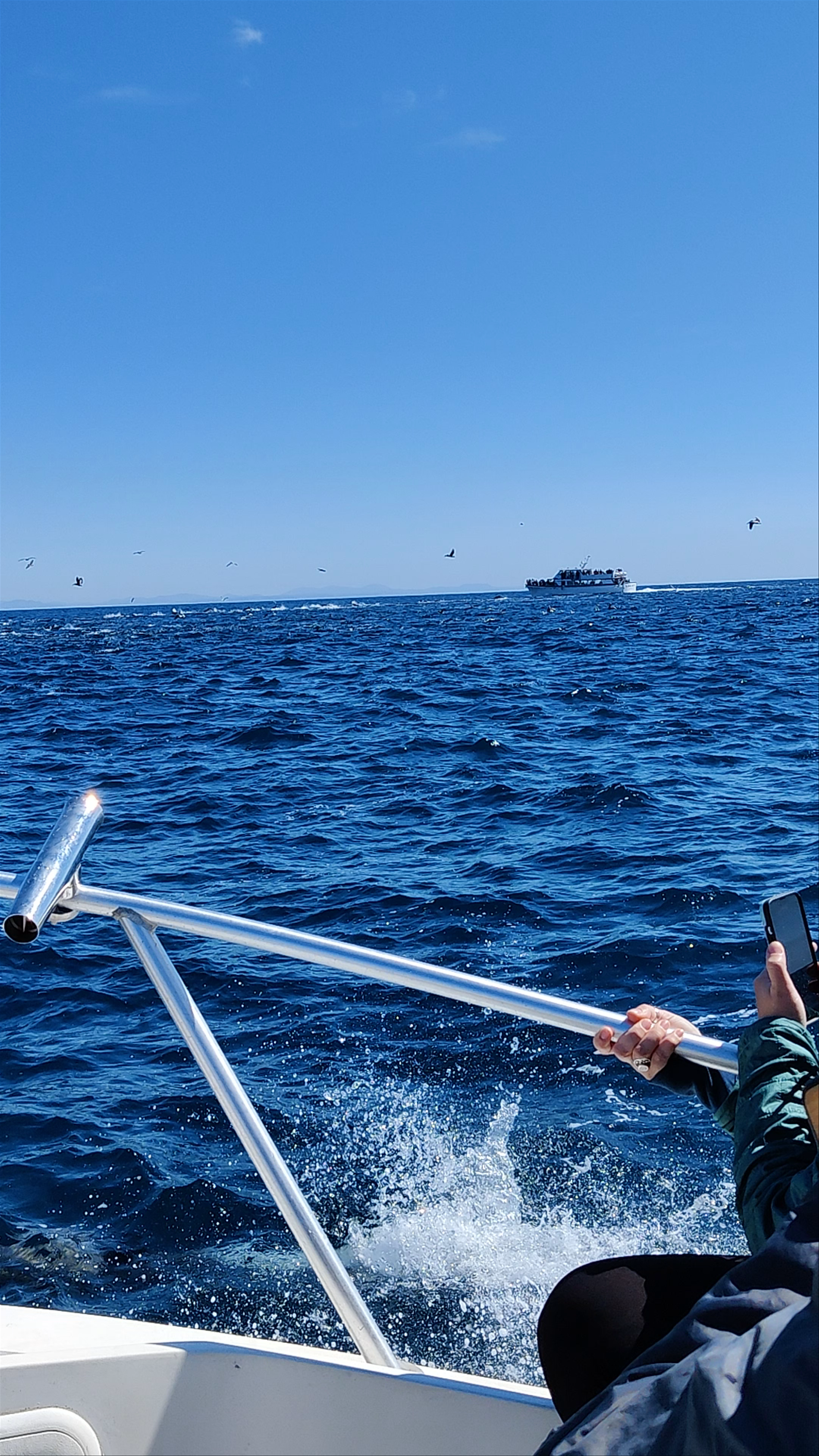 Gone Whale Watching Adventure in San Diego