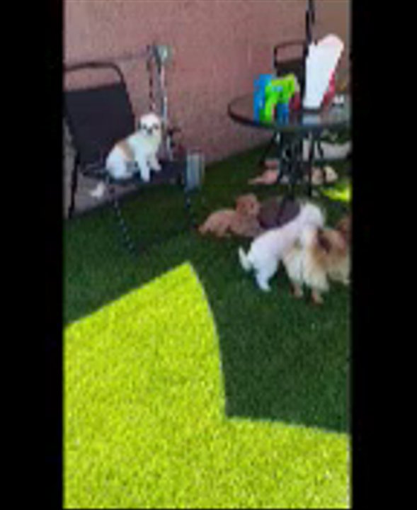 Twinkle - Pet Training Near Me - Buena Park, California
