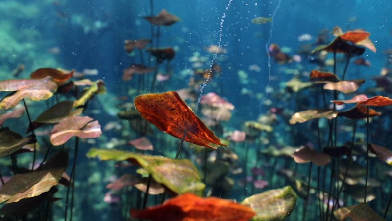 Underwater Bubbles in Yucatan, Mexico poster