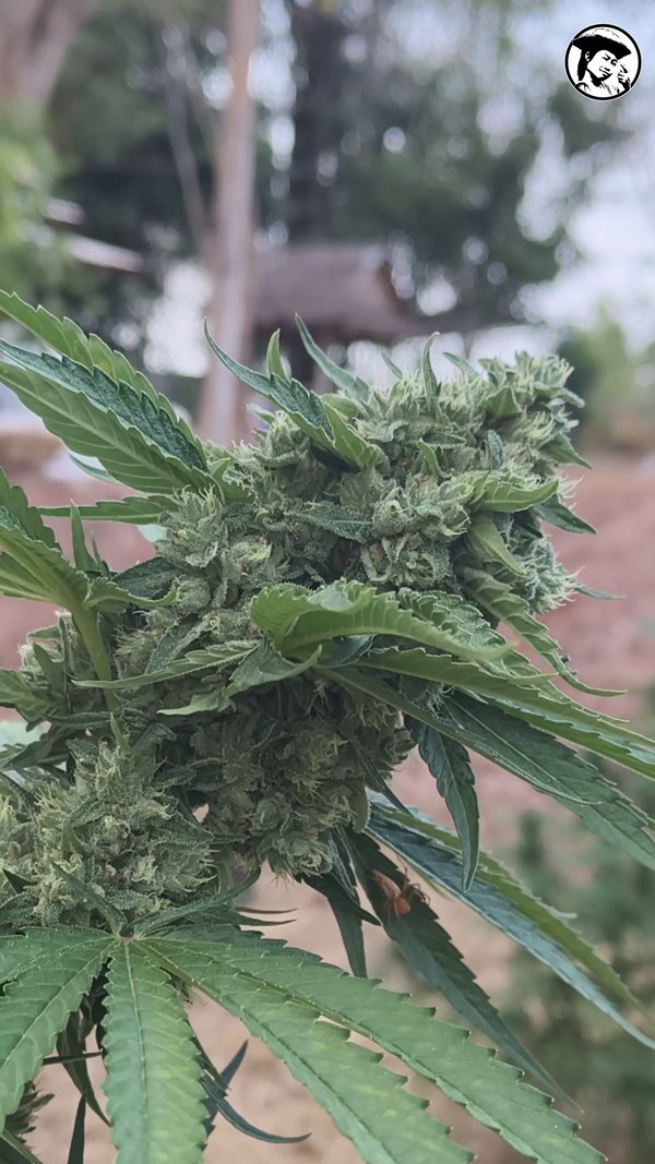 Chocolope Kush - Prempavee Farm 2026