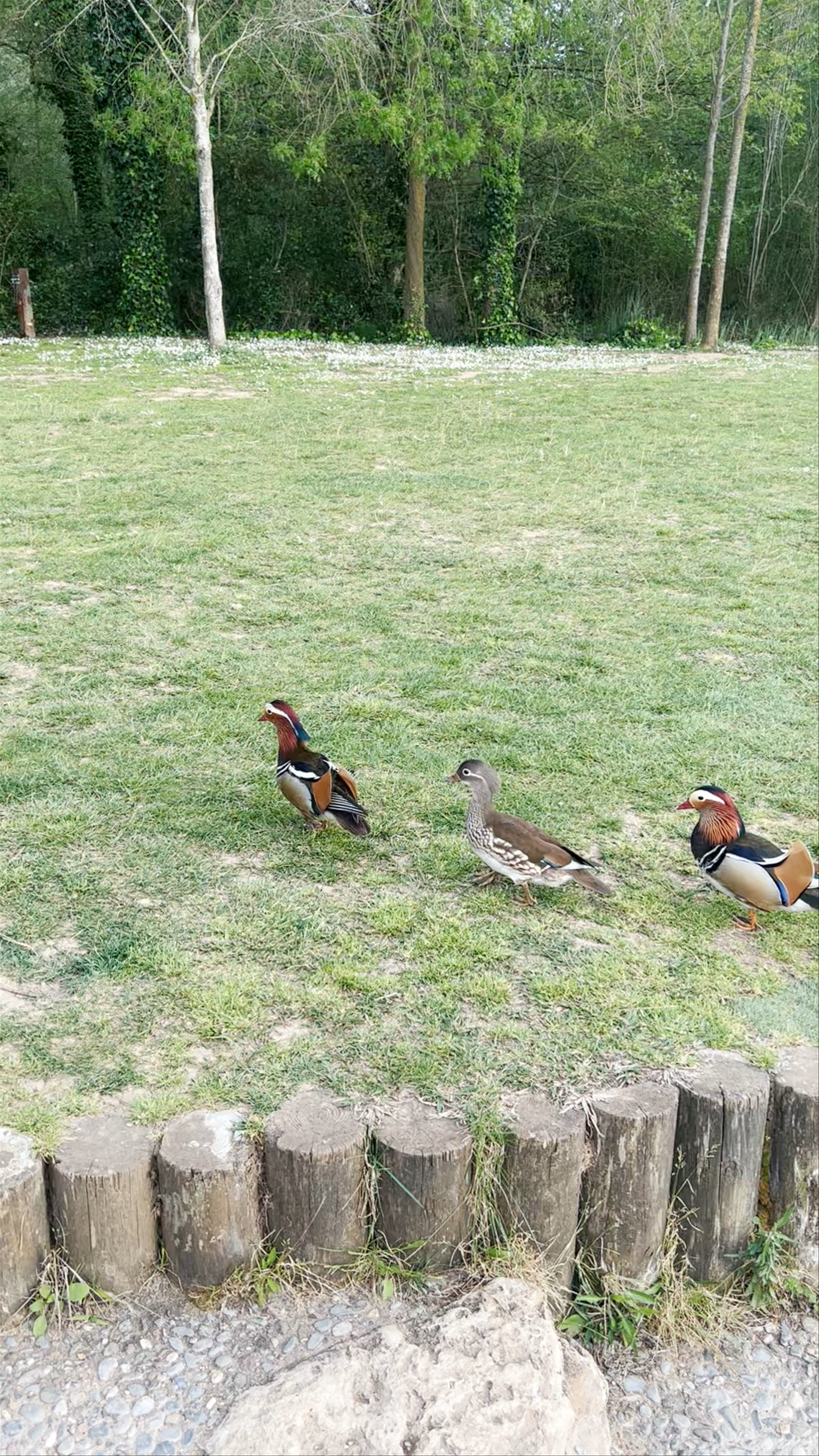 Banyoles | Pla de l'Estany