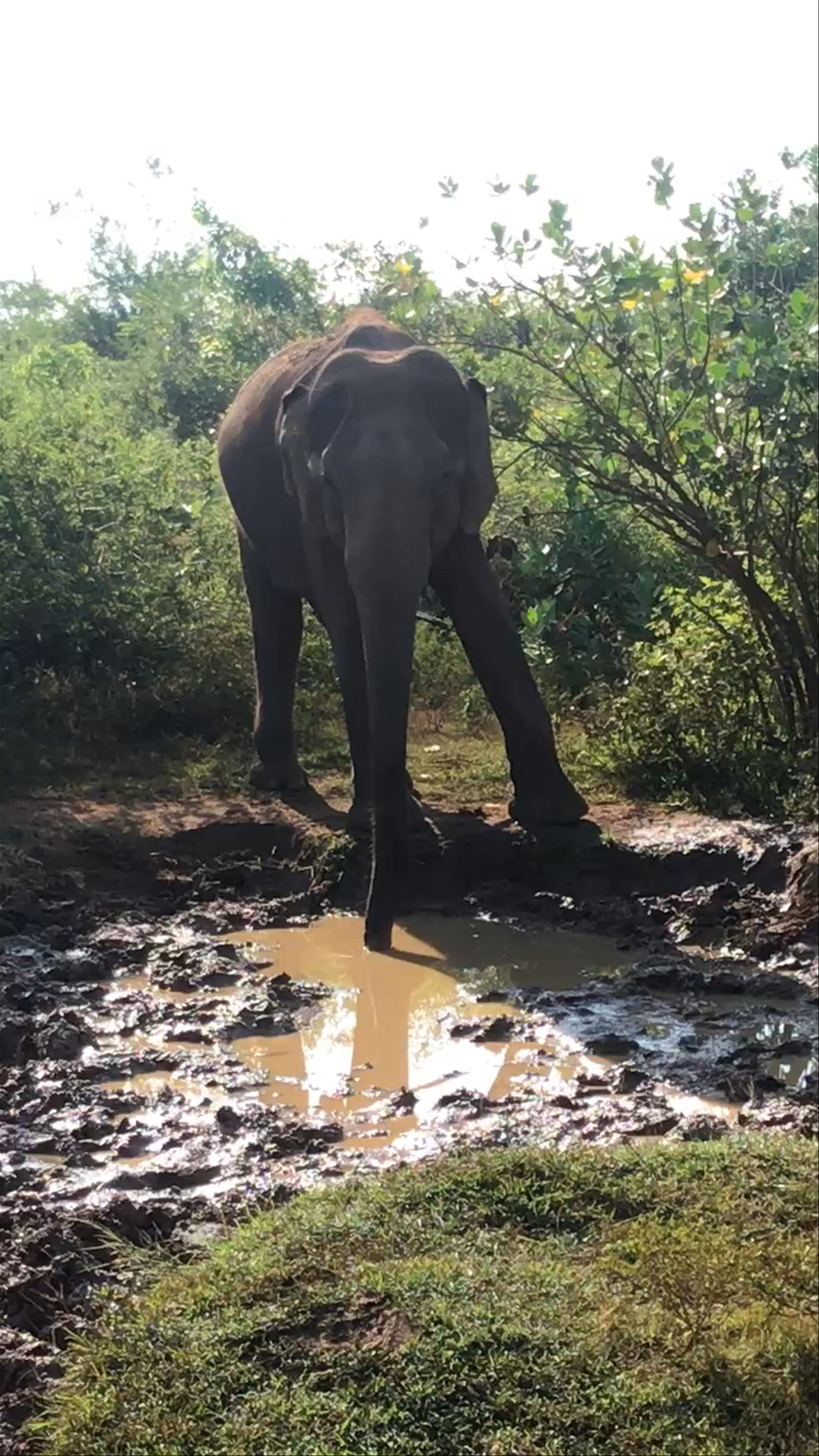 Udawalawe National Park Safari