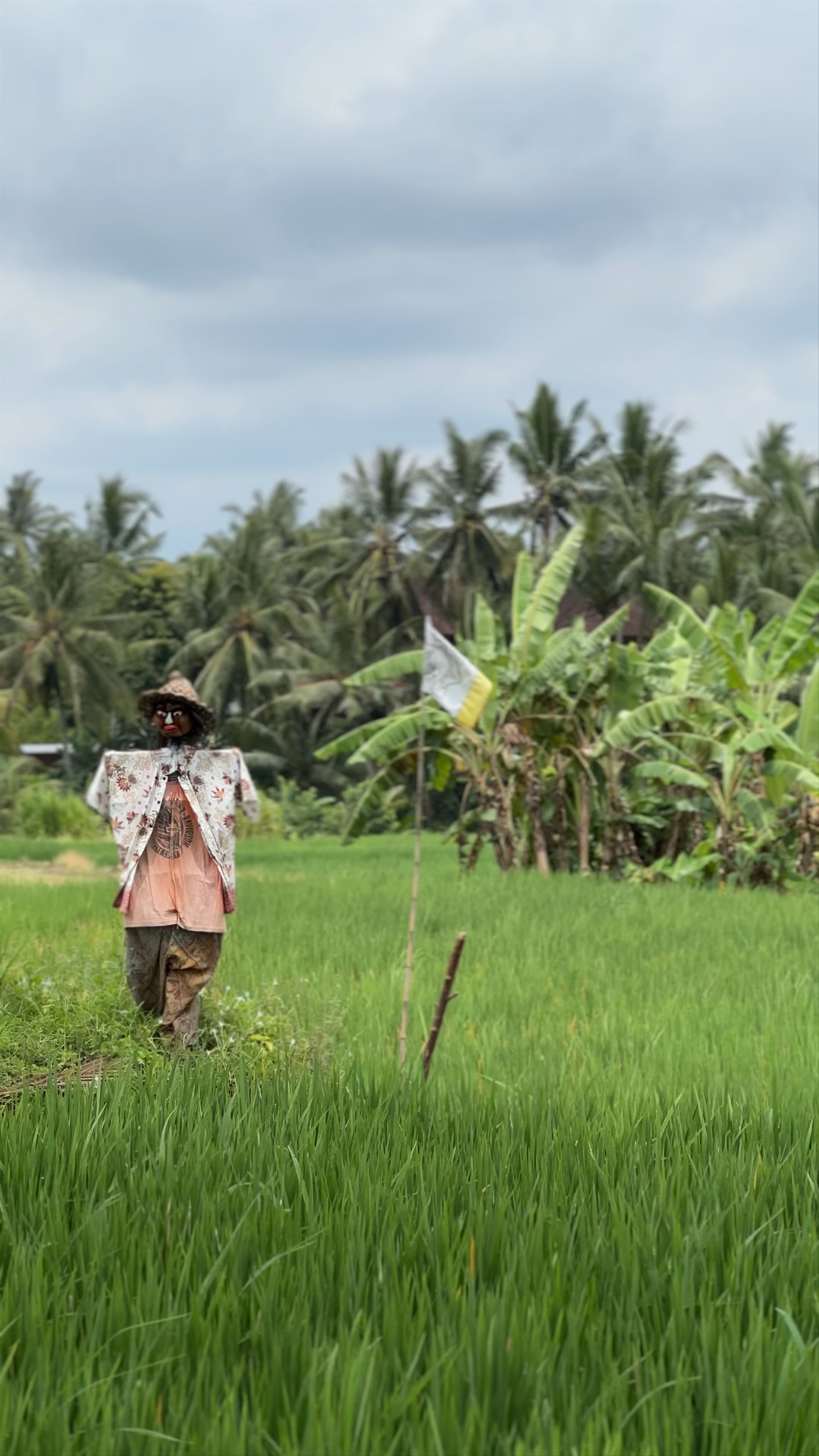 Kajeng Rice Field