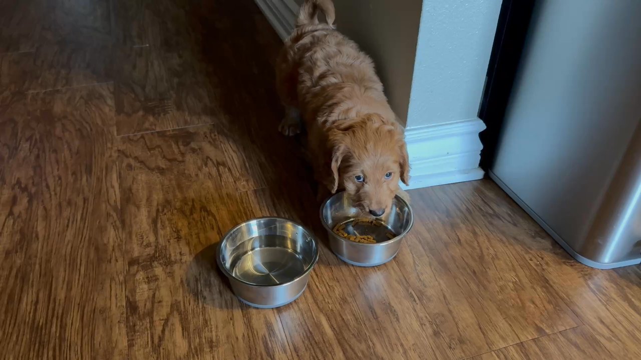 California Goldendoodle - Pet Breeders Near Me