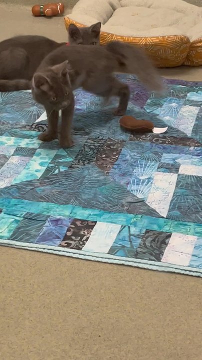SPCA Serving Erie County - 4 month old kittens at play - Animal Shelters Near Me - Buffalo, New York