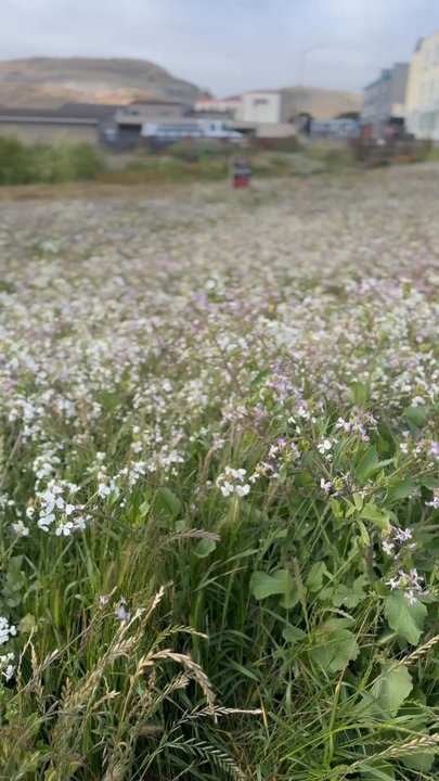 Rockaway Beach - Flowers at the base of hiking trail - Beaches Near Me - Pacifica, California