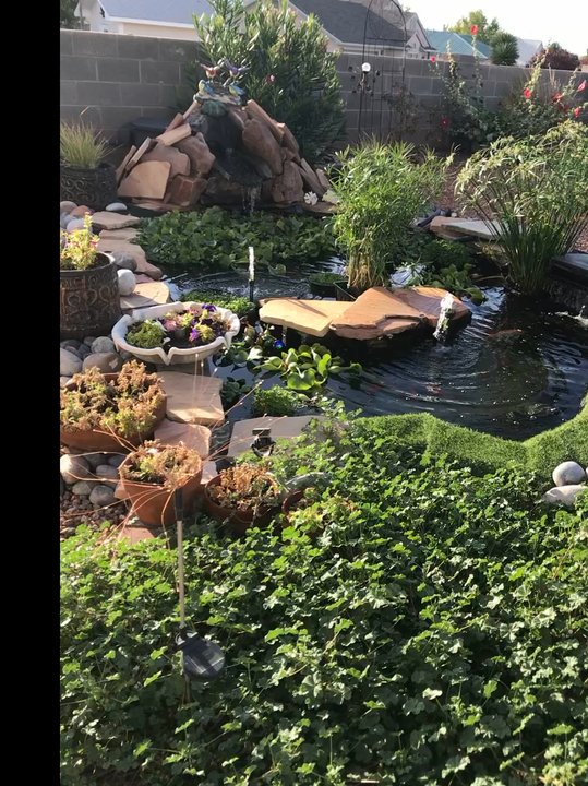 Pond Doctor - Before the pond dr - Landscape Architects or Designers Near Me