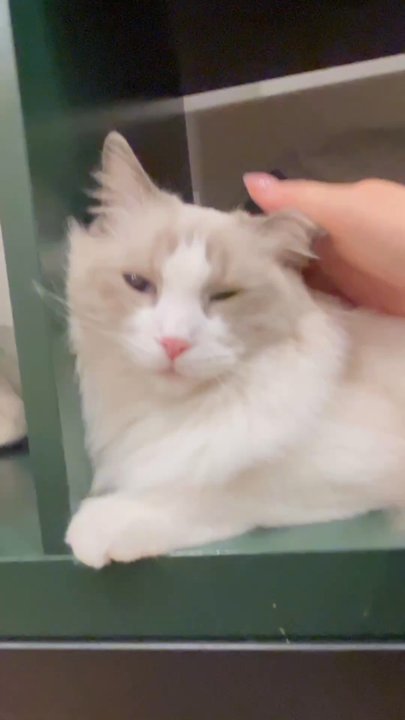 Vintage Cat Cafe - Coffee & Tea Near Me - Toronto, Ontario