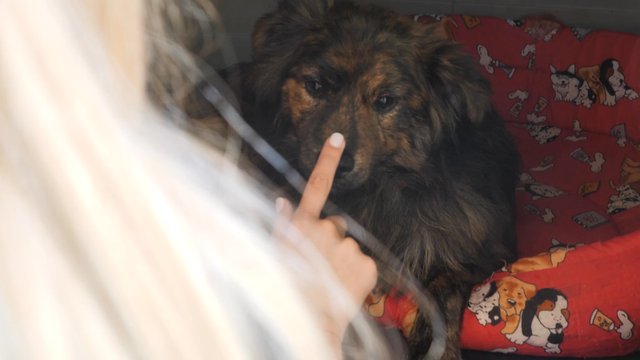 Girl touches a dog's nose