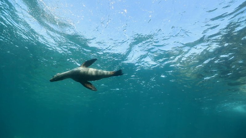 Sea Lion poster