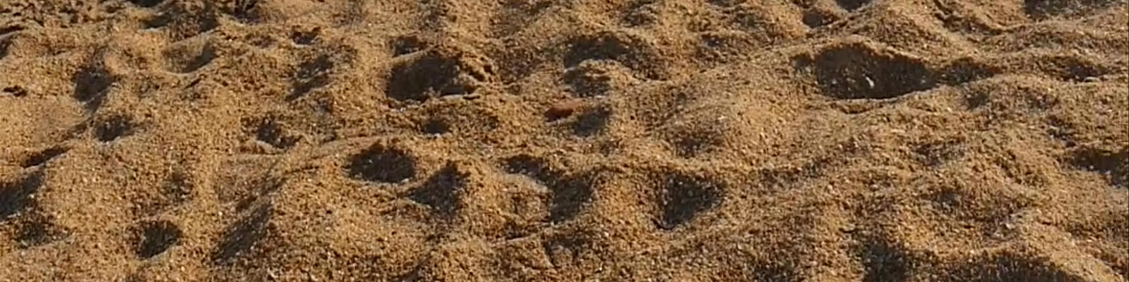 Plage de Kerhillio