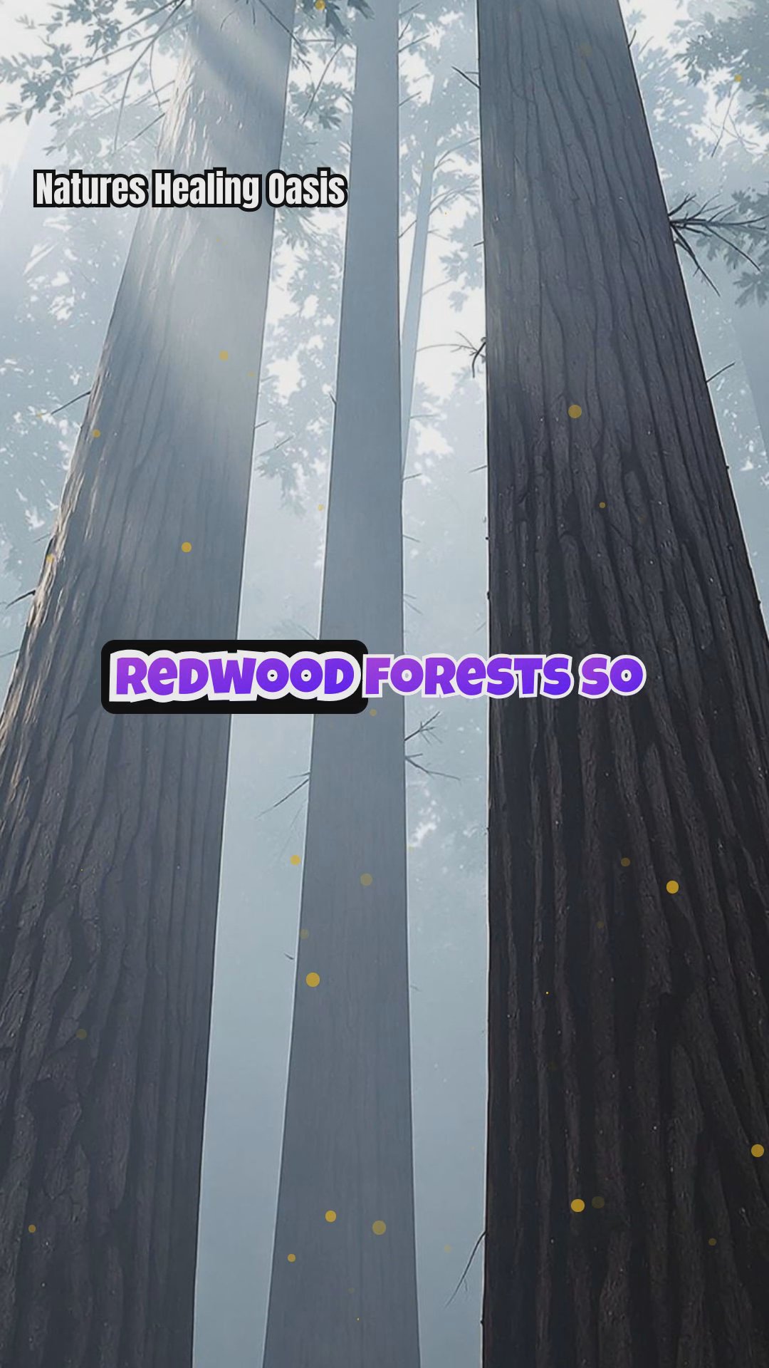 Sacred Redwood Forests: Indigenous Beliefs and Their Healing Influence on Human Emotions