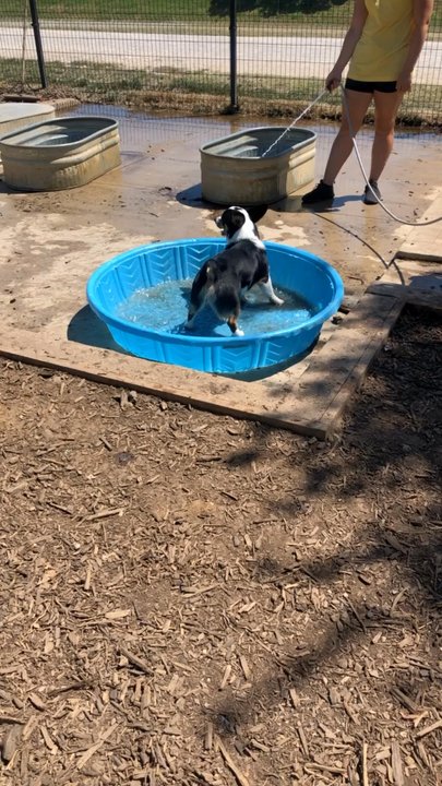 MUTTS Canine Cantina - Fort Worth - Ice pool - Dog Parks Near Me - Forth Worth, Texas