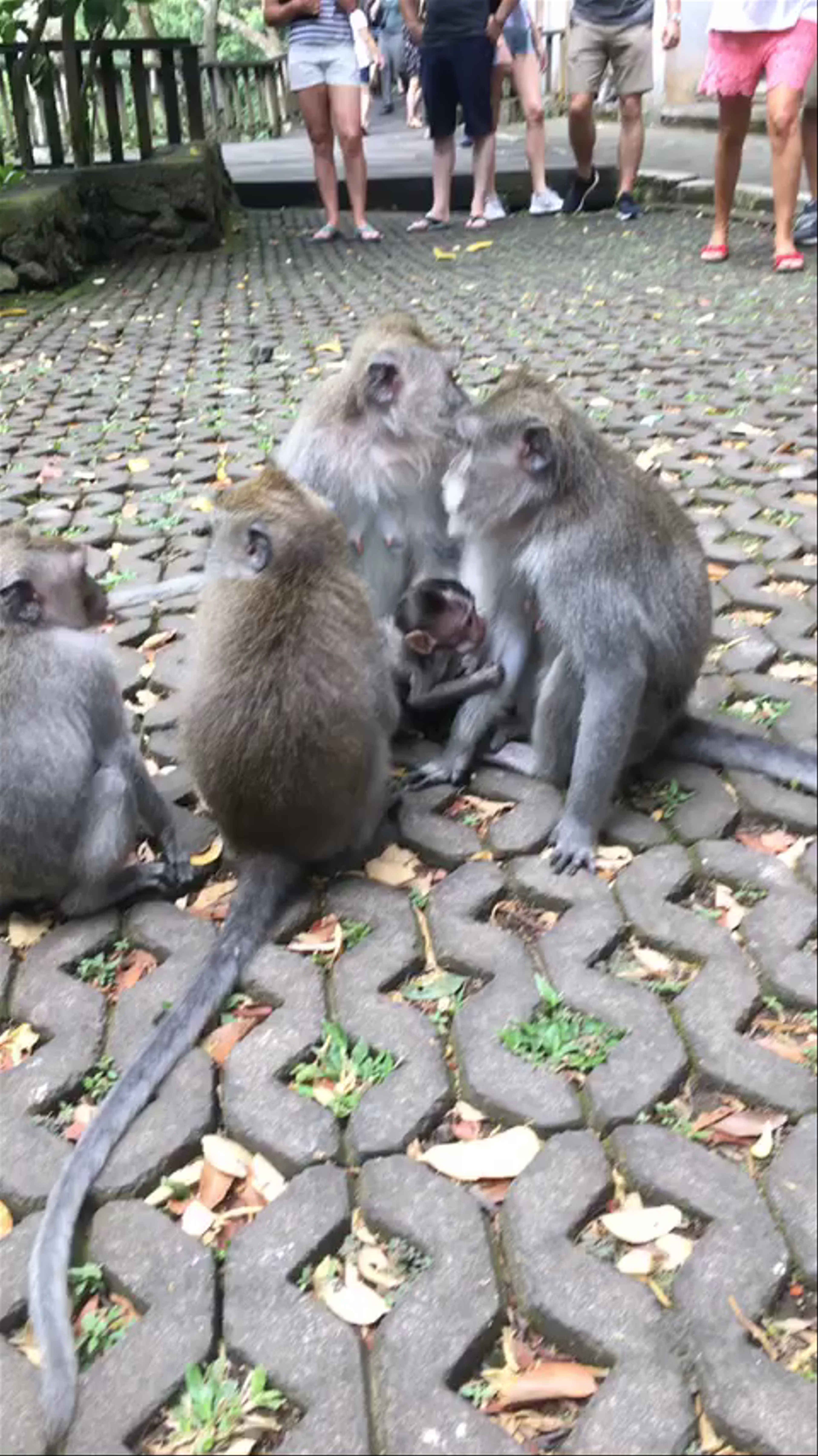 Monkey Forest: Enchanting Wildlife Encounter in Ubud, Bali
