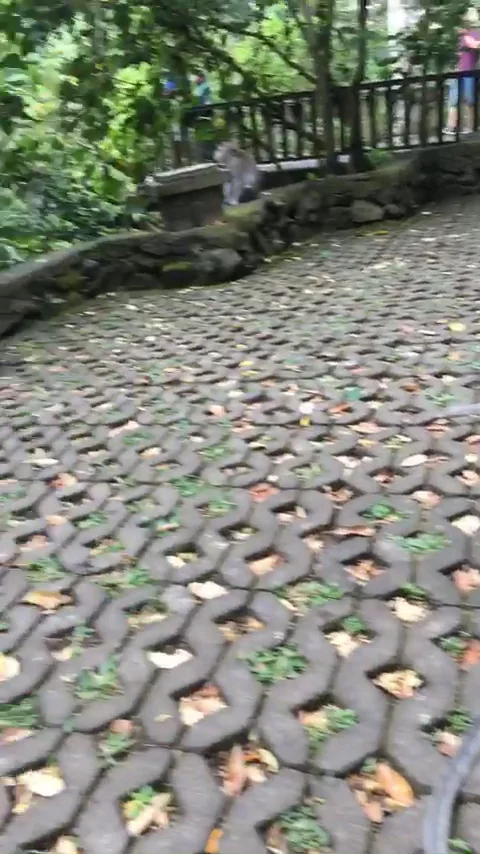 Monkey forest