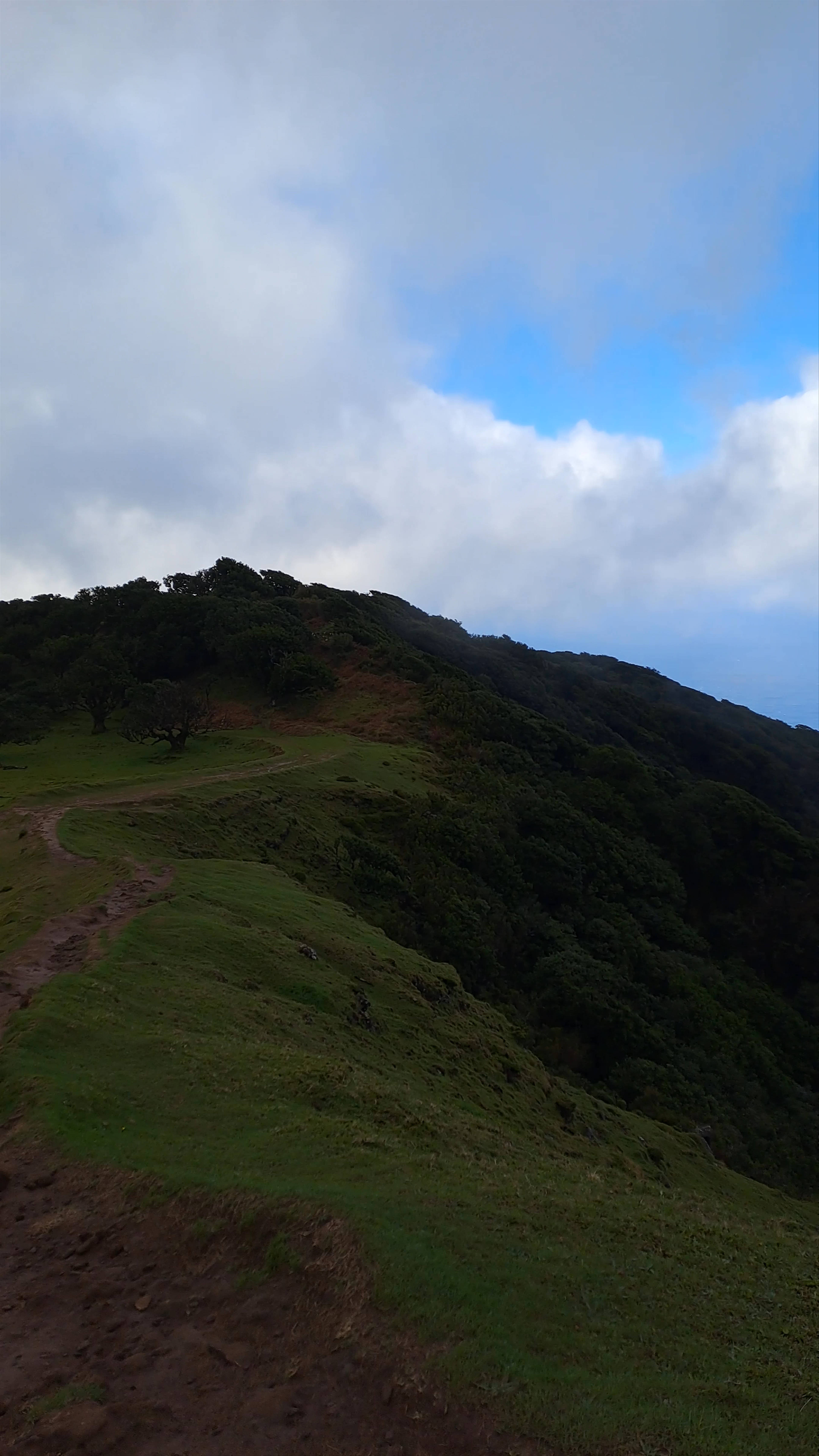 Fanal Forest