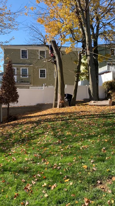 Neal's Tree - Tree Services Near Me - Mamaroneck, New York