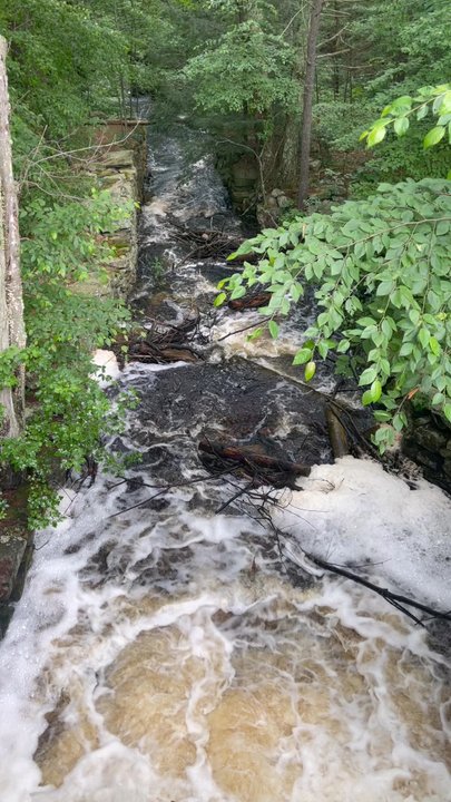 Douglas State Forest - On the Wallis Pond Trail. - Hiking Near Me - Douglas, Massachusetts