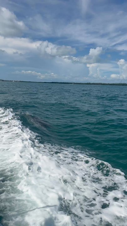 Tilden's Scuba Center - Dolphins following our boat! - Scuba Diving Near Me - Marathon, Florida