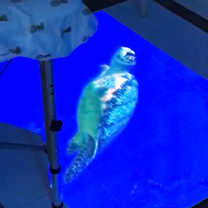 TRx Massage  - Aquarium projected onto the floor under the face cradle - Massage Therapy Near Me - San Francisco, California